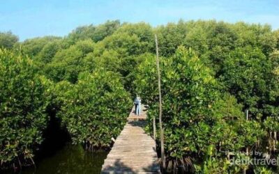 10 Manfaat Hutan Mangrove Atau Bakau Bagi Kehidupan