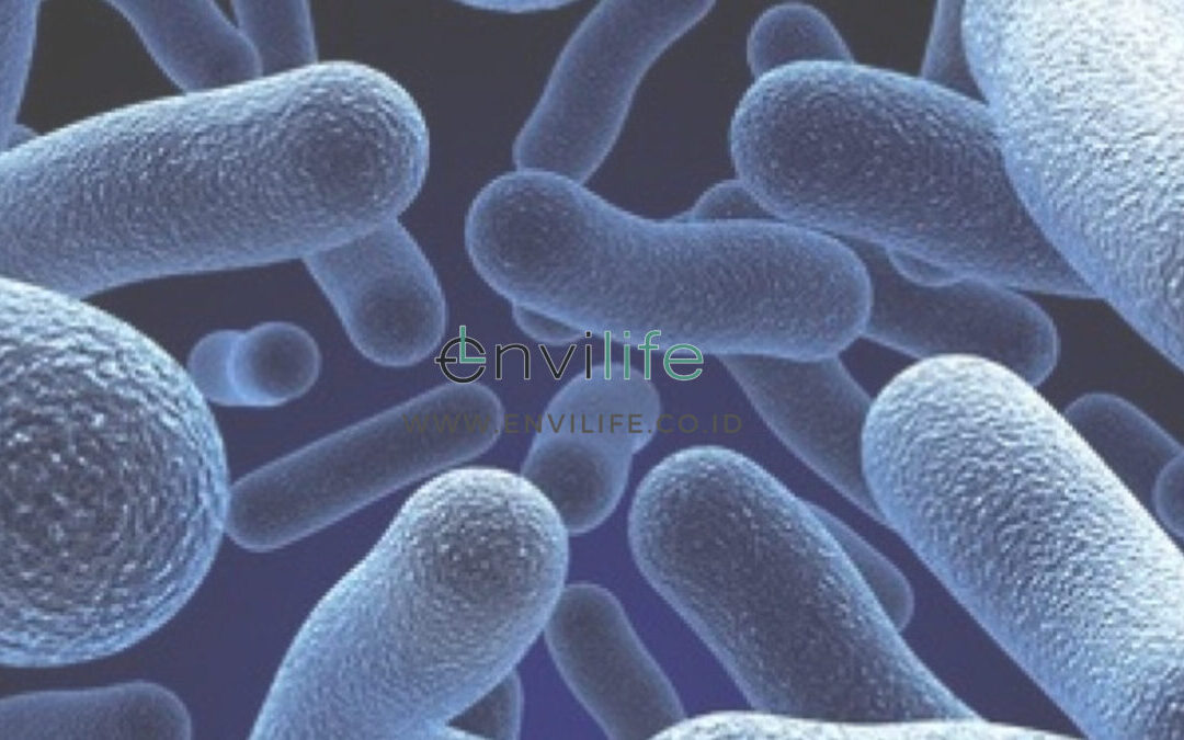 Apa Saja Ciri-ciri Organisme Uniseluler